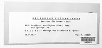 Image of Periline monilifera